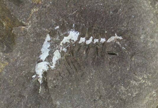 Pennsylvanian Fossil Shrimp (Pos/Neg) - Mazon Creek #70622